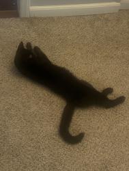 Lost Male Cat last seen Low Gap, Hendersonville, NC 28792