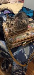 Lost Male Cat last seen 8th and Galapago, Denver, CO 80204