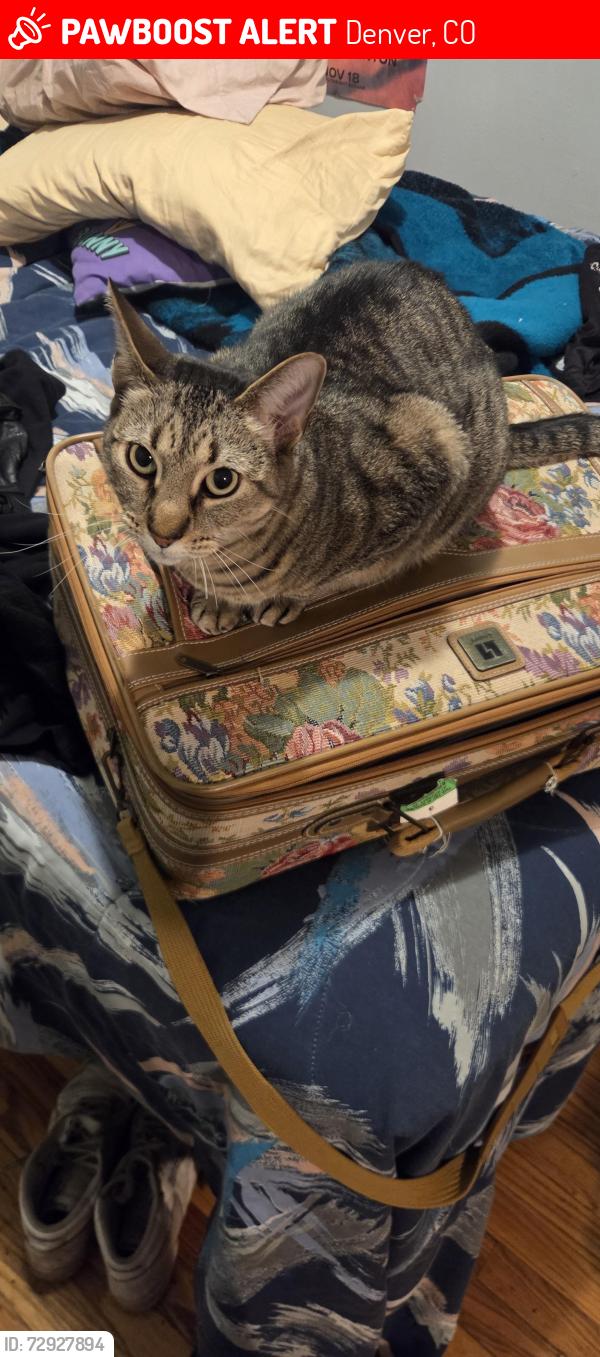 Lost Male Cat last seen 8th and Galapago, Denver, CO 80204