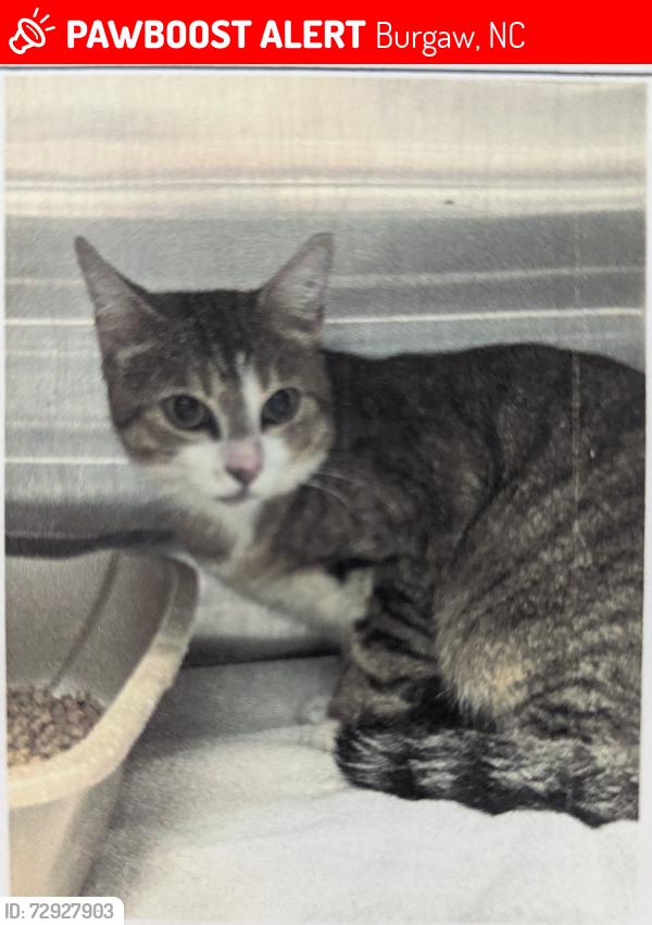 Lost Male Cat last seen William St. and Smith St., Burgaw, NC 28425
