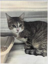 Lost Male Cat last seen William St. and Smith St., Burgaw, NC 28425