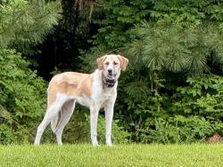 Found/Stray Unknown Dog last seen Rosser Pittman rd and Perry rd , Harnett County, NC 27332