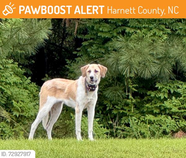 Found/Stray Unknown Dog last seen Rosser Pittman rd and Perry rd , Harnett County, NC 27332