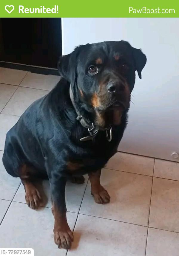 Reunited Male Dog last seen Pine and Yale , Tulsa, OK 74115
