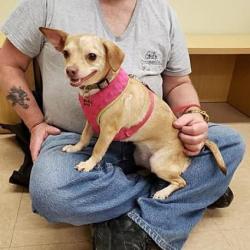 Reunited Female Dog last seen Holiday Station, University Ave & 81st Ave NE, Fridley, MN 55432