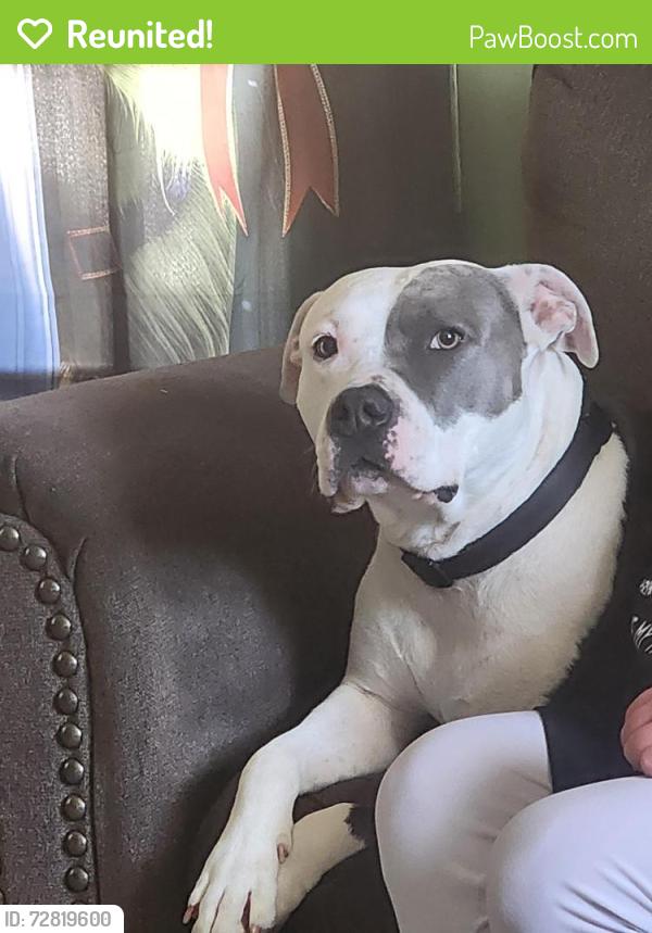 Reunited Female Dog last seen Target shopping center, Millville, NJ 08332