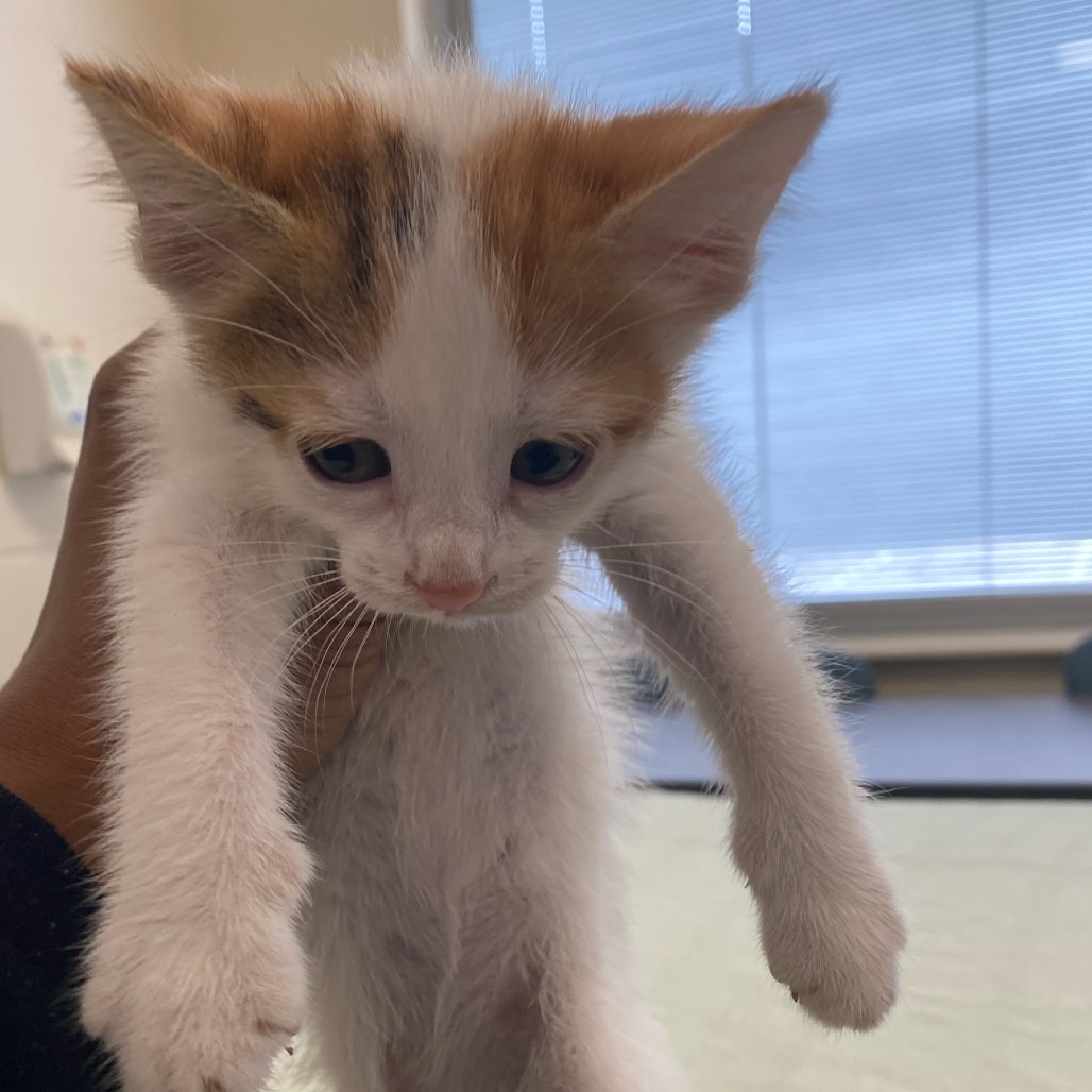Shelter Stray Female Cat last seen , Memphis, TN 38133