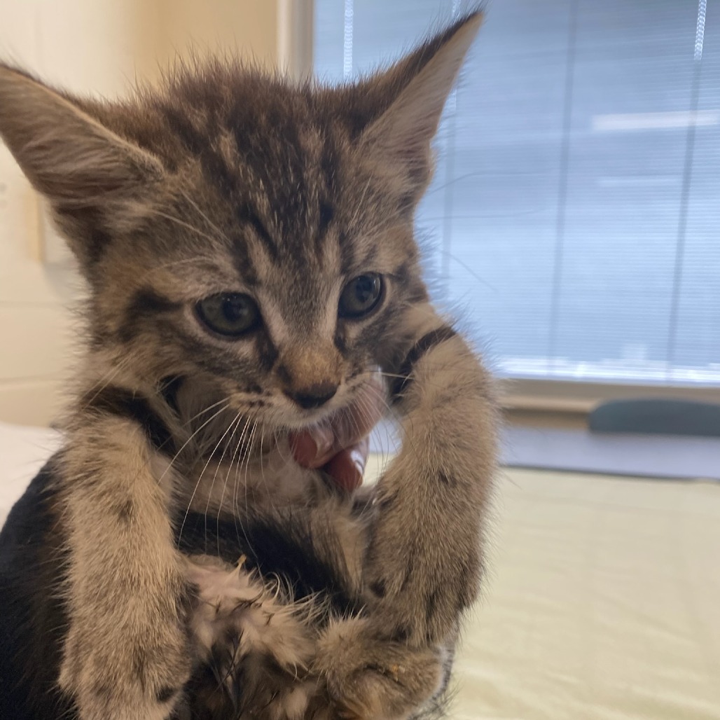 Shelter Stray Female Cat last seen , Memphis, TN 38133