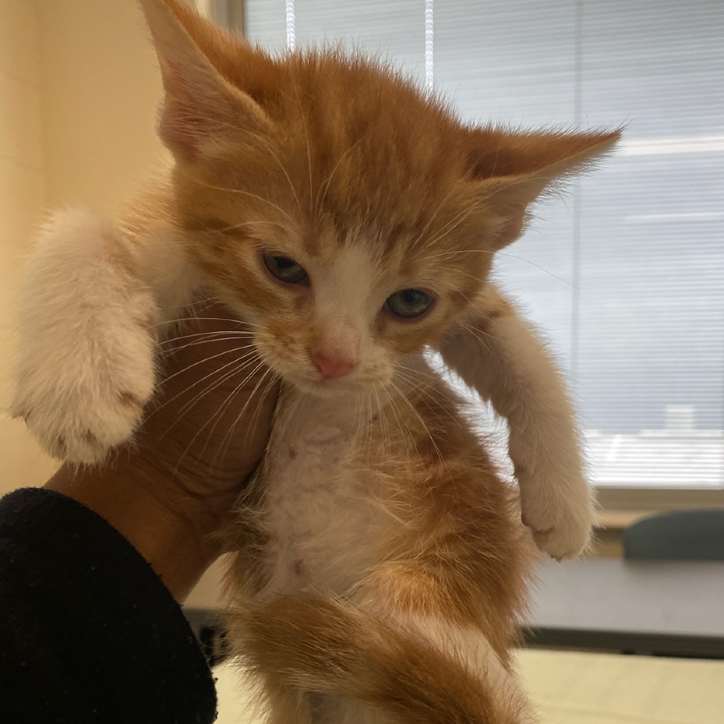 Shelter Stray Male Cat last seen , Memphis, TN 38133