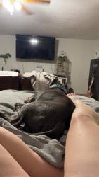 Reunited Male Dog last seen Whitman and 7 hills rd Vienna dozier , Forsyth County, NC 27040