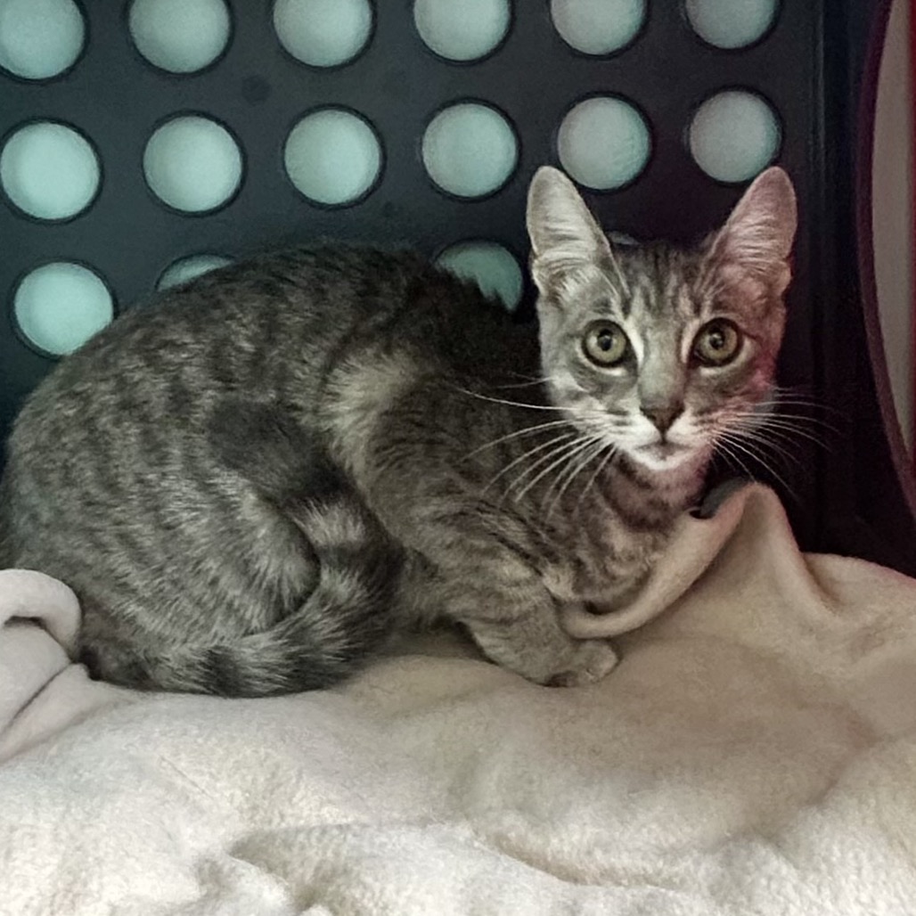 Shelter Stray Female Cat last seen , Port Richey, FL 34653