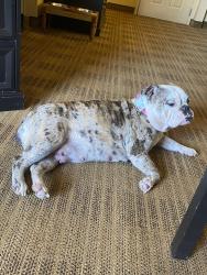 Lost Female Dog last seen Seeley, Palm Bay, FL 32907
