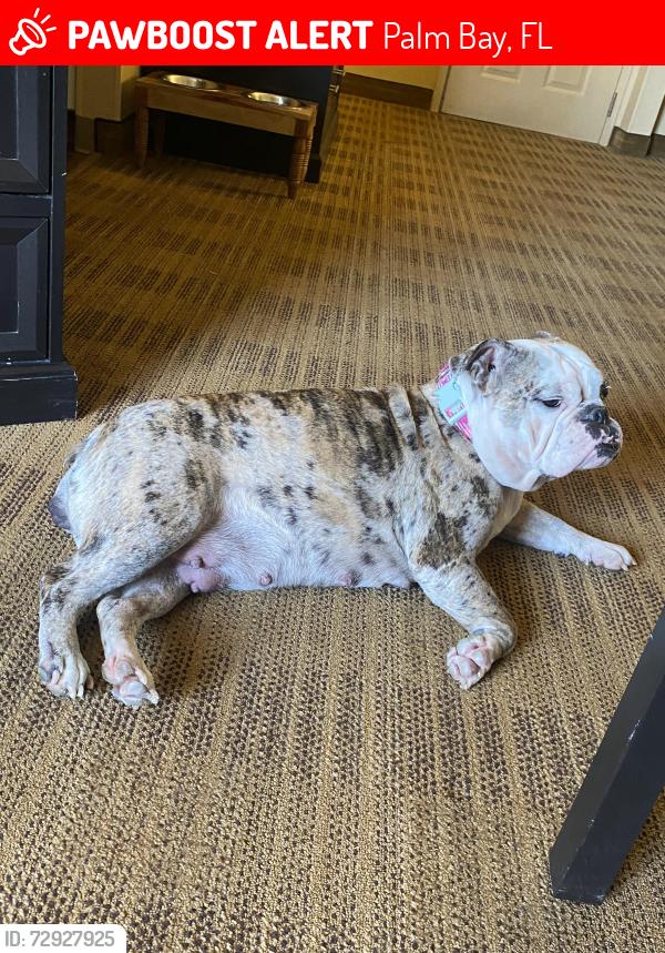Lost Female Dog last seen Seeley, Palm Bay, FL 32907