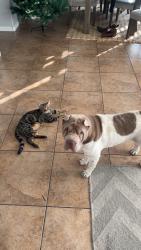 Reunited Male Dog last seen Aviary & Farm / Aviary & Elkhorn , North Las Vegas, NV 89084