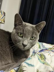 Lost Male Cat last seen Rural St and Robert Ave, Rockford, IL 61107