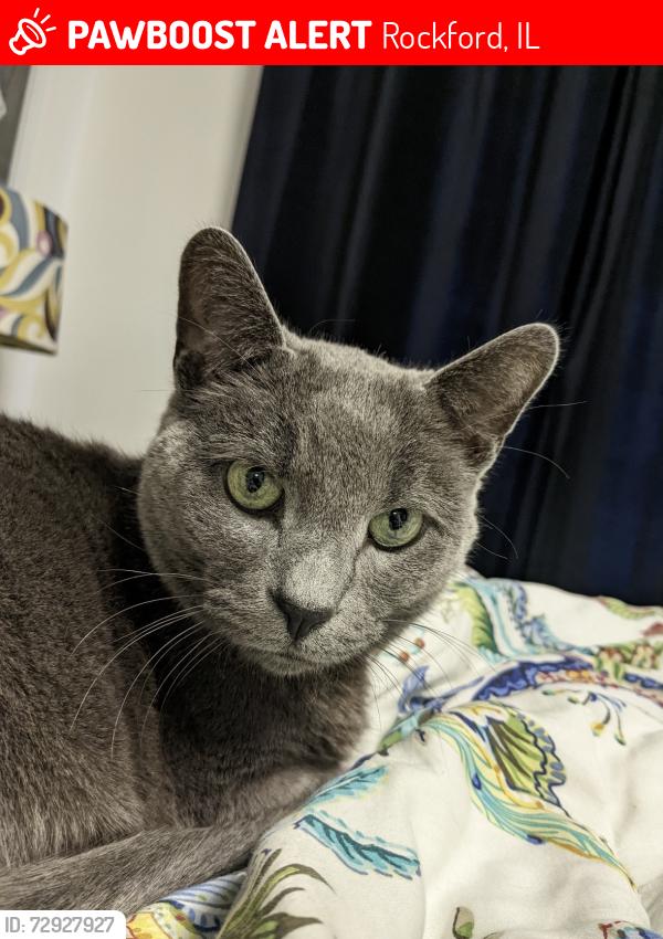 Lost Male Cat last seen Rural St and Robert Ave, Rockford, IL 61107