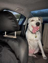 Reunited Male Dog last seen S Terrace Dr, Wichita, KS 67218, USA, Wichita, KS 67218