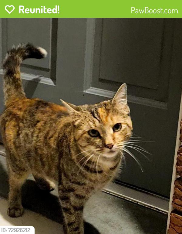 Reunited Female Cat last seen Sanderson and Cypress, Throop, PA 18512