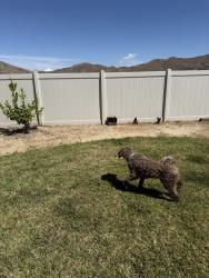 Reunited Female Dog last seen Linden Flower Rd, Winchester, CA 92596, USA, Winchester, CA 92596
