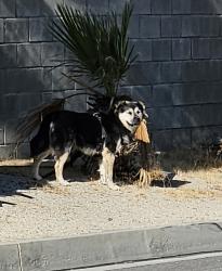 Found/Stray Male Dog last seen Aurora / langlois, Sky Valley, CA 92241
