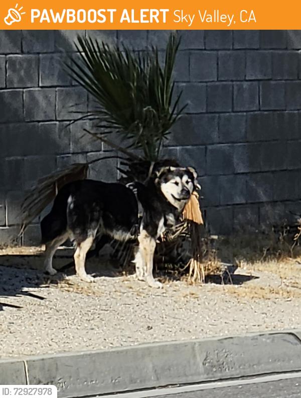 Found/Stray Male Dog last seen Aurora / langlois, Sky Valley, CA 92241