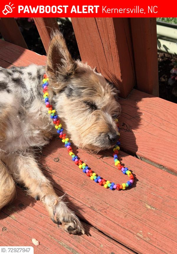 Lost Female Dog last seen Oakmont East Neighborhood off W Mountain Street, Kernersville, NC 27284