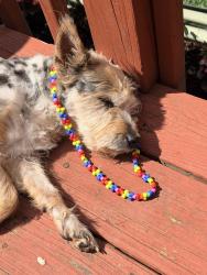 Lost Female Dog last seen Oakmont East Neighborhood off W Mountain Street, Kernersville, NC 27284