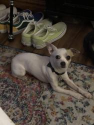 Lost Male Dog last seen Stateline Camp Ground- Bald River Falls, Tellico Plains, TN 37385