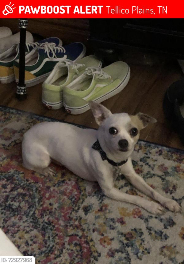 Lost Male Dog last seen Stateline Camp Ground- Bald River Falls, Tellico Plains, TN 37385