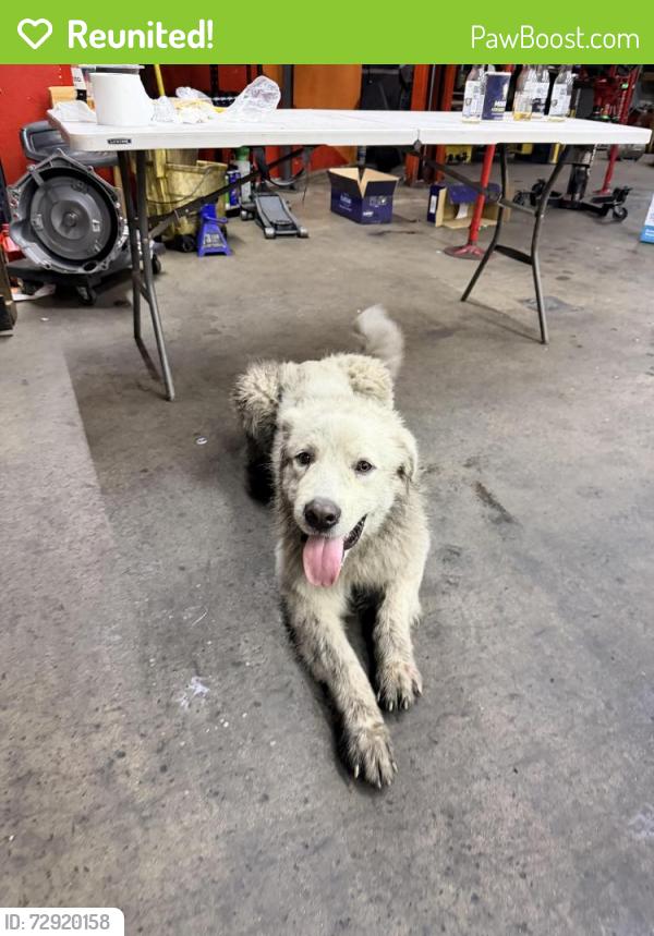 Reunited Male Dog last seen Contáctame , San Bernardino, CA 92411