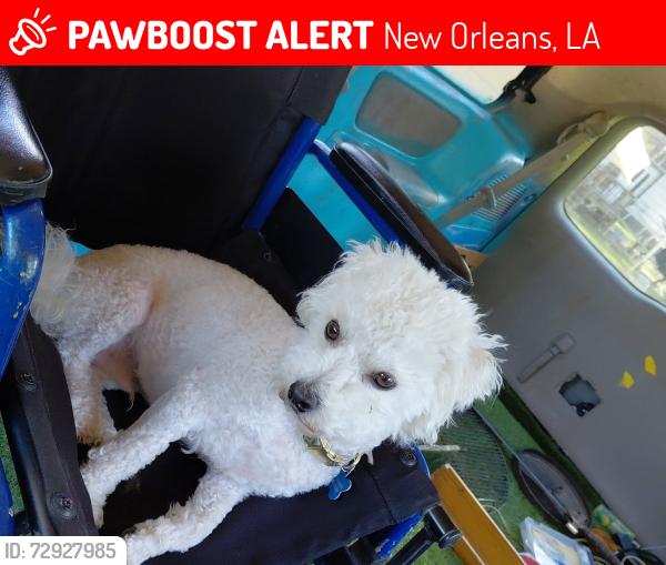 Lost Male Dog last seen Hayne Boulevard and Read Boulevard , New Orleans, LA 70127