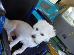 Lost Male Dog last seen Hayne Boulevard and Read Boulevard , New Orleans, LA 70127