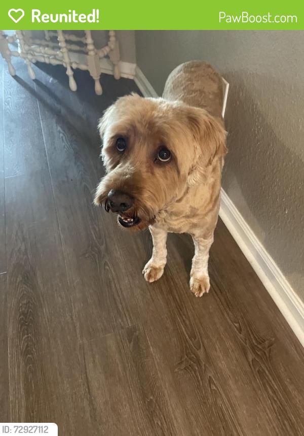 Reunited Male Dog last seen earney way - earn ests , Tallahassee, FL 32309
