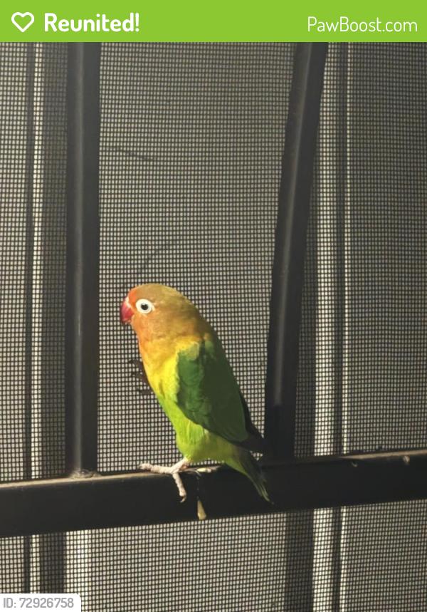 Reunited Unknown Bird last seen Malton Pl , Hacienda Heights, CA 91745