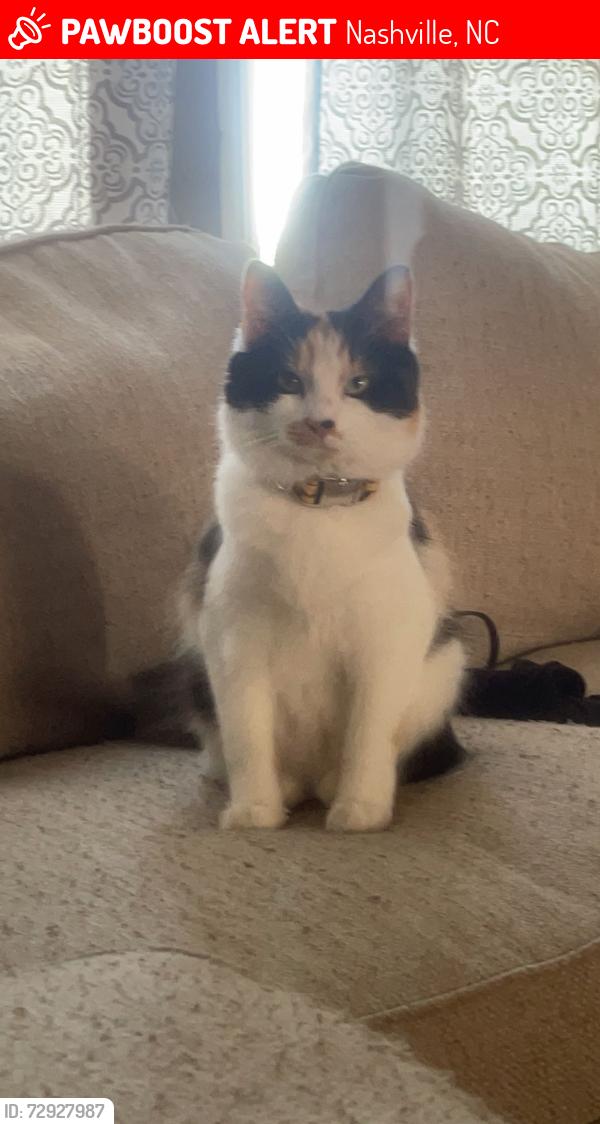 Lost Female Cat last seen Dutchman Rd Sandy Cross, Nashville, NC 27856