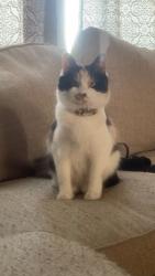 Lost Female Cat last seen Dutchman Rd Sandy Cross, Nashville, NC 27856