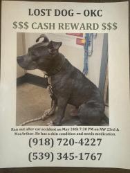 Reunited Male Dog last seen NW 23rd St and McArthur , Oklahoma City, OK 73107