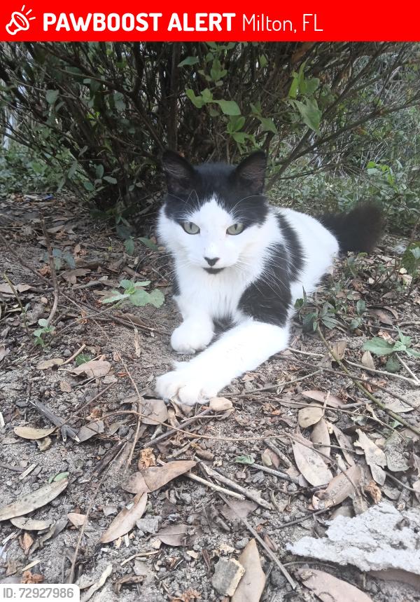 Lost Male Cat last seen Lynnwood Circle and Old Bagdad Hwy , Milton, FL 32583