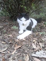 Lost Male Cat last seen Lynnwood Circle and Old Bagdad Hwy , Milton, FL 32583