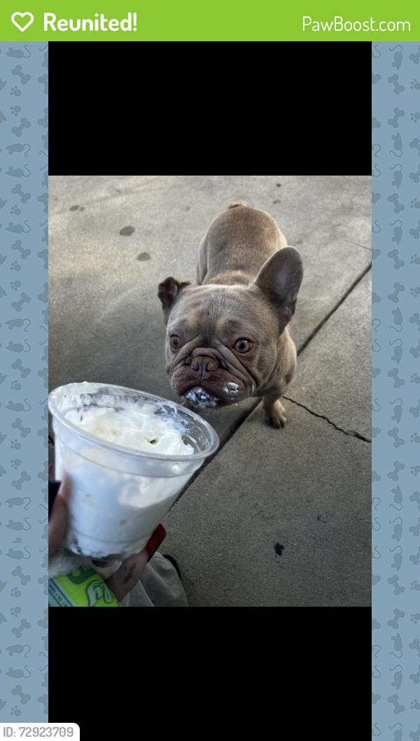 Reunited Male Dog last seen Haddon and Telfair , Kagel Canyon, CA 91342