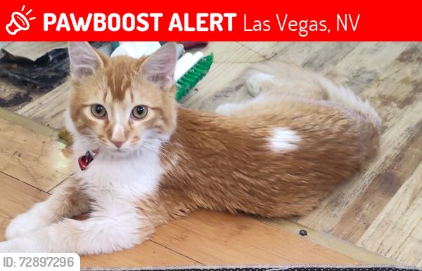 Lost Male Cat last seen Maryland pkwy and kattie, Las Vegas, NV 89119