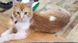 Lost Male Cat last seen Maryland pkwy and kattie , Las Vegas, NV 89119