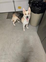 Reunited Unknown Dog last seen Liliac Wy, Milpitas, CA 95035