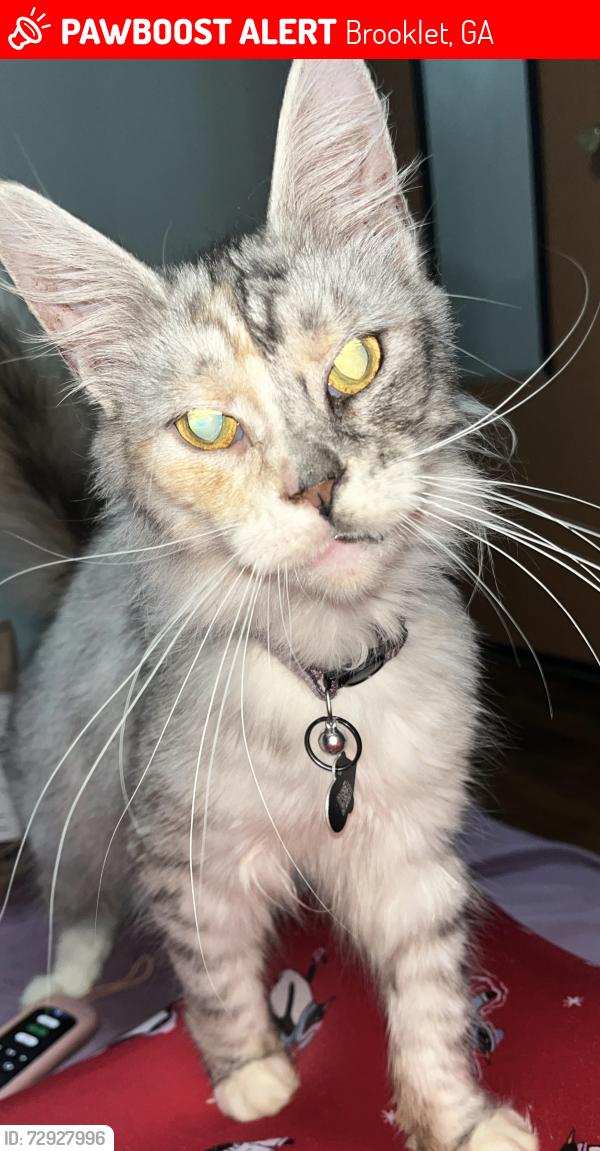 Lost Female Cat last seen Bryant still road/ Buie Driggers , Brooklet, GA 30415