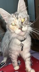 Lost Female Cat last seen Bryant still road/ Buie Driggers , Brooklet, GA 30415