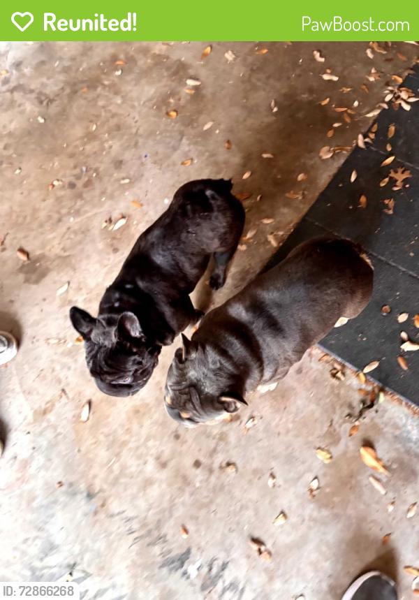 Reunited Male Dog last seen Fairview Dr and Meadowview, Corinth, TX 76210