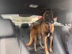 Reunited Male Dog last seen Circle k , Lake Elsinore, CA 92530