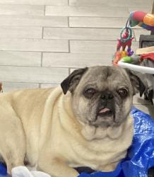 Reunited Male Dog last seen W 84th St & S Kostner Ave, near Durkin Park Elementary , Chicago, IL 60652