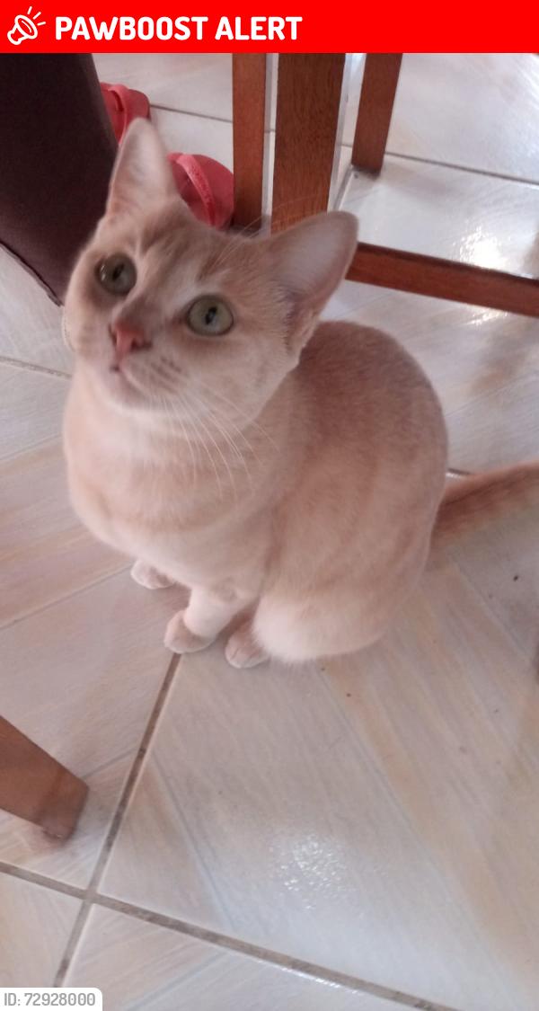 Lost Female Cat last seen Rua Zilah Totta , Jardim Dona Leopoldina, RS 91240-500