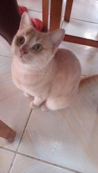 Lost Female Cat last seen Rua Zilah Totta , Jardim Dona Leopoldina, RS 91240-500